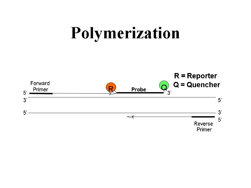 Polymerization